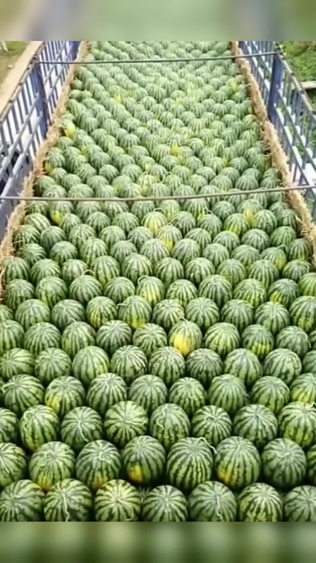 我要上热门#最漂亮的西瓜装车,做到这种程度,商家肯定有强迫症!