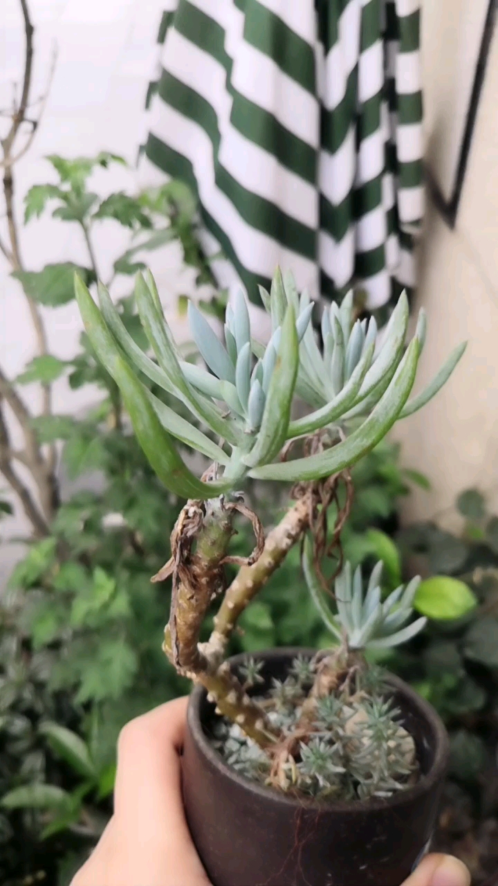 蓝松小老桩,感觉还不错,前面有个头长菌了只有给剪了.