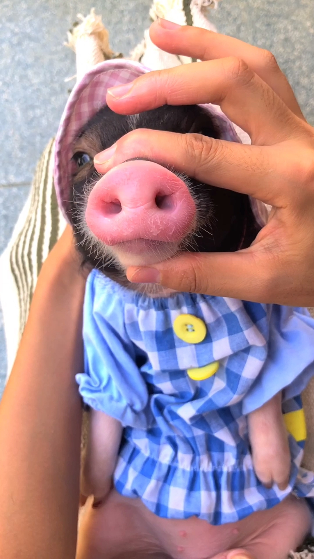 贴秋膘#你们爱的猪鼻子来咯