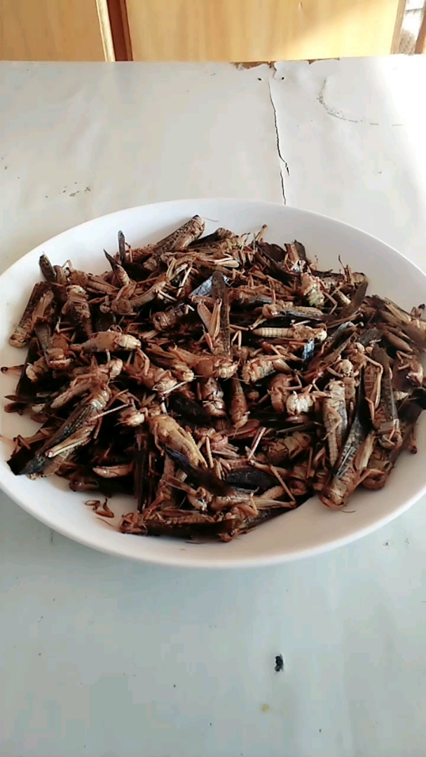 农村小特产,蝗虫变美食,还有大馋虫!