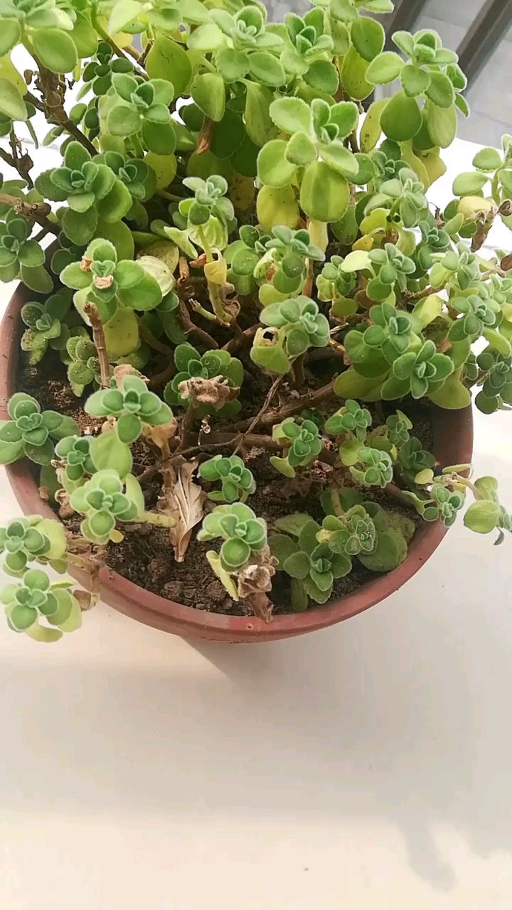 碰碰香已经是老桩了