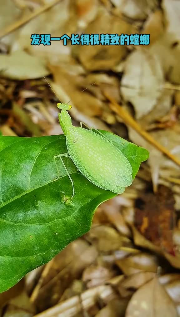 很久没见过这个黎明螳了,它成年的样子非常漂亮可爱,你们有见过吗?