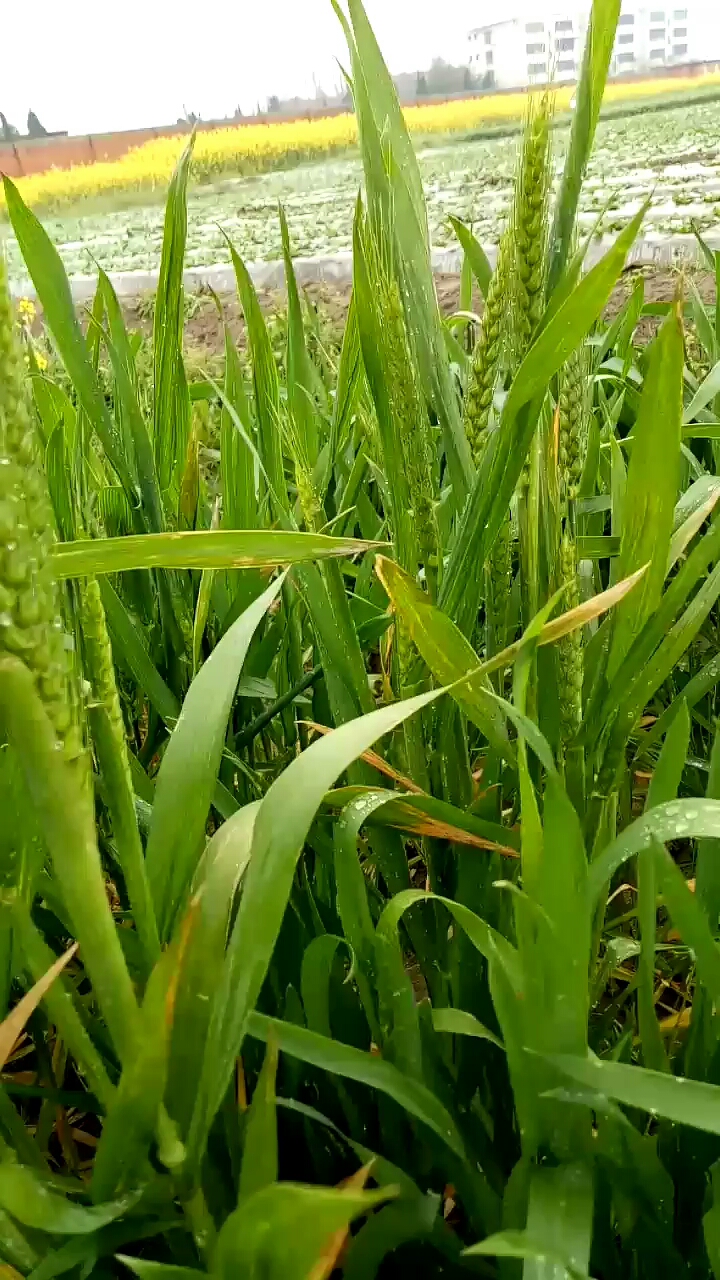 见过小麦开花孕穗吗?