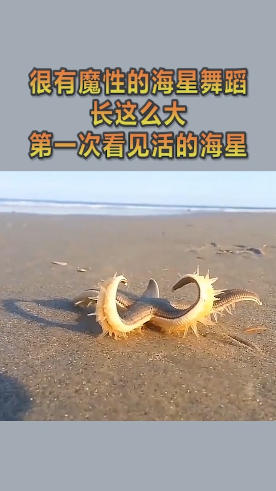 我要上热门#很有魔性的海星舞蹈,长这么大,第一次看见活的海星