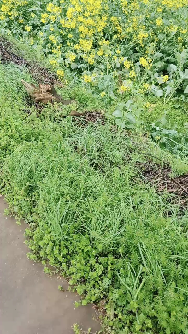 大片野葱,炒菜特别香