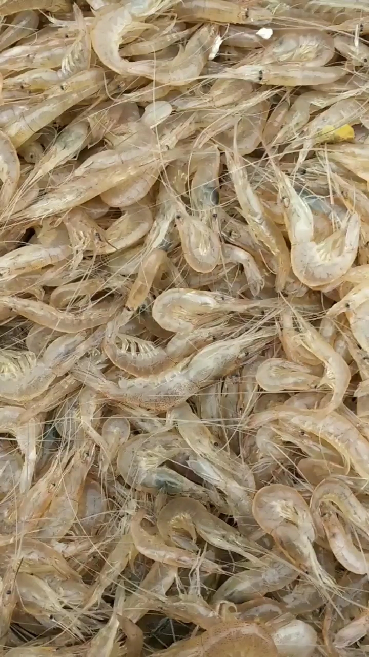 鲜活肥美小白虾,喜欢么