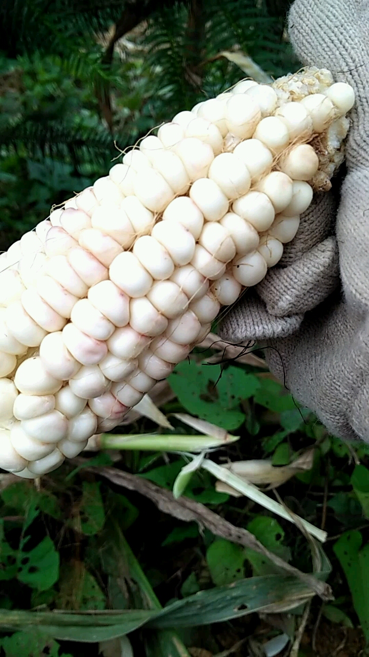 变异的粉色玉米