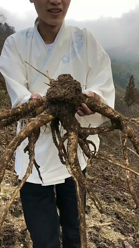 野生三十照片图片