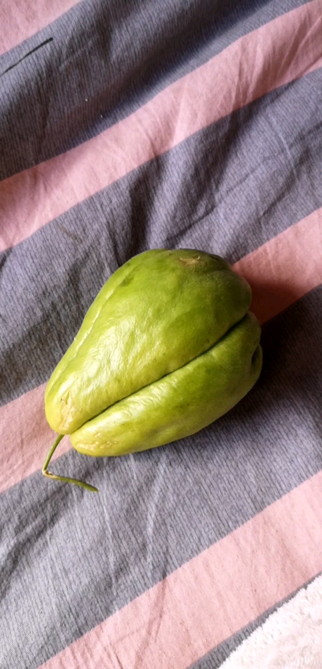 乡村生活#什么瓜