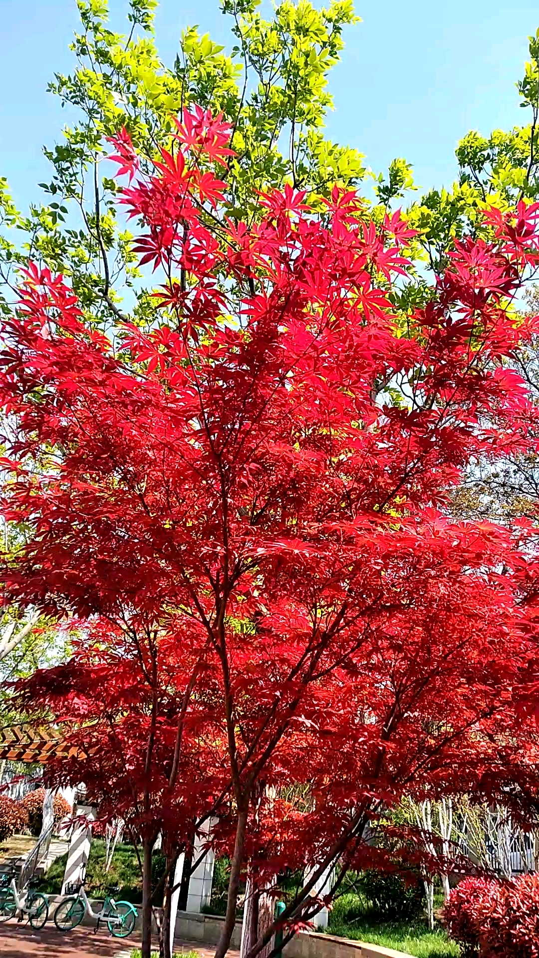 大自然美景#美丽漂亮的红枫