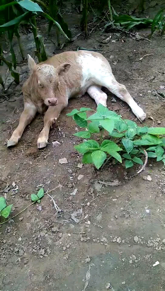 看我家的小牛犊是七个月生的