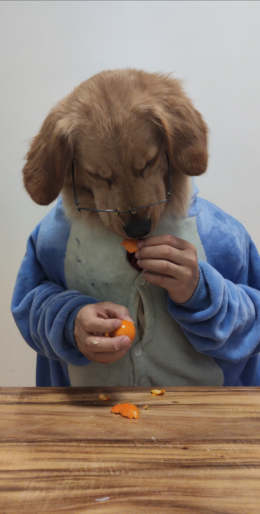 狗哥吃橘子了,怎么不吃橘子皮呢?