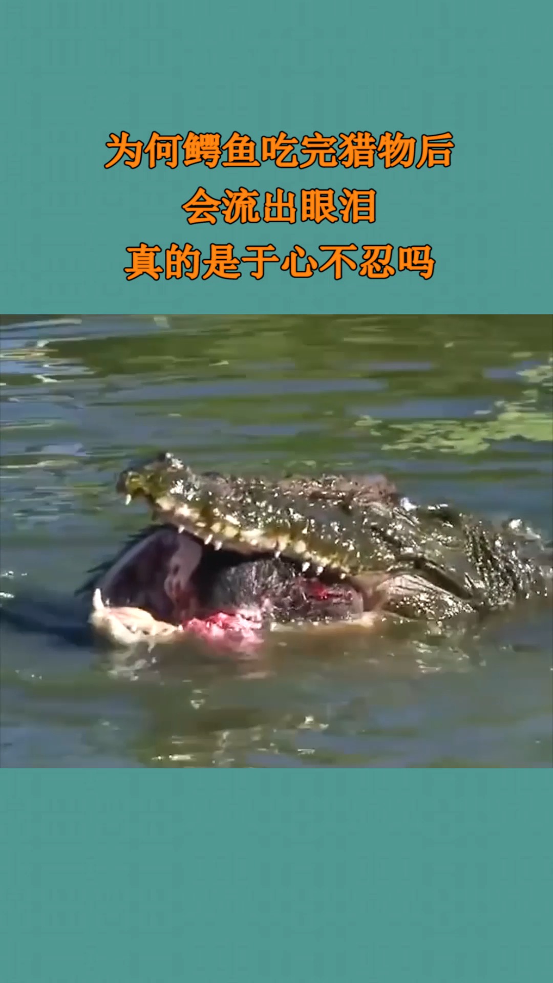 为何鳄鱼吃完猎物后,会流出眼泪,真的是于心不忍吗?