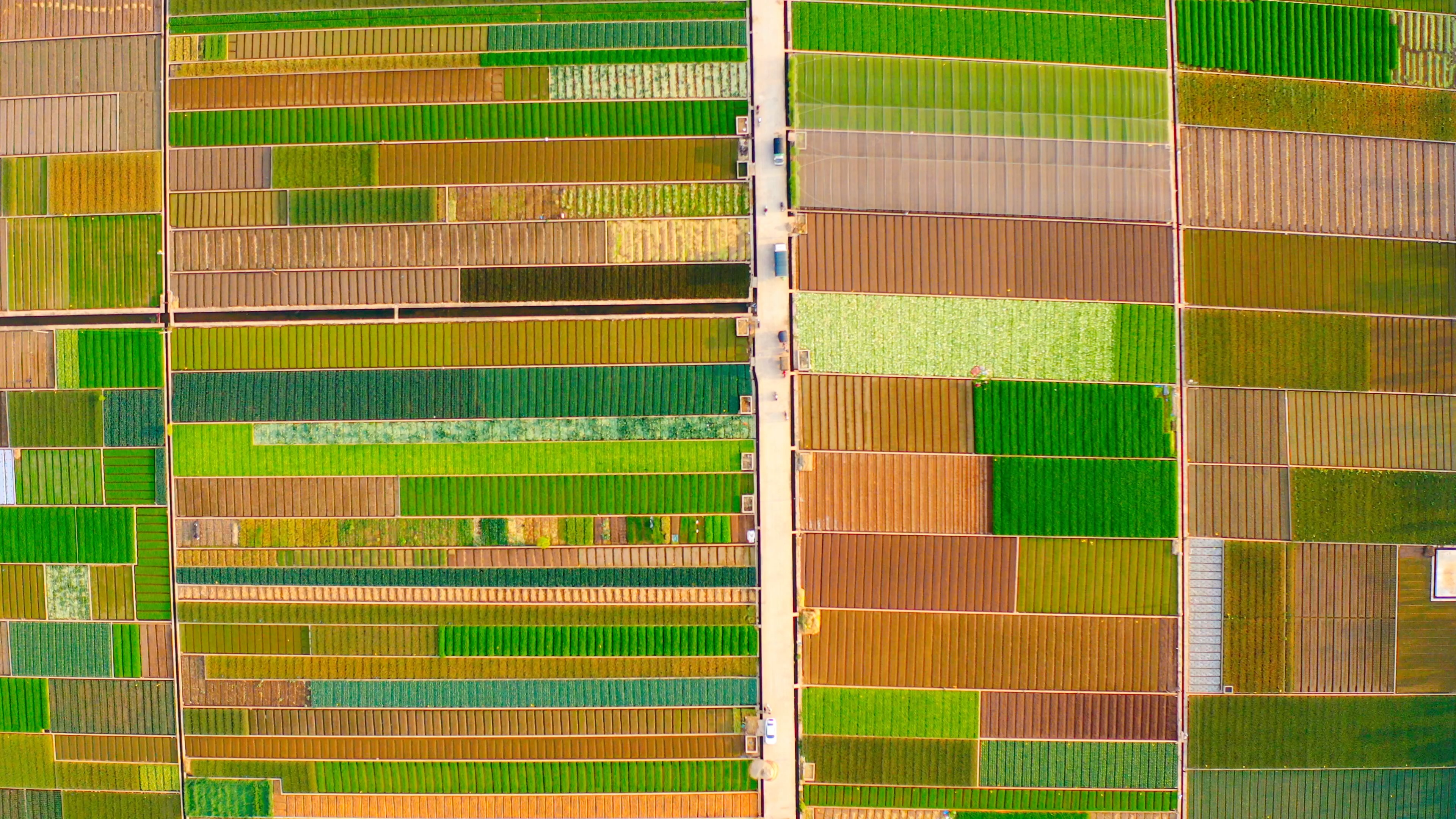 云南的"菜篮子"通海县,整齐的蔬菜像种在田里的调色盘-度小视