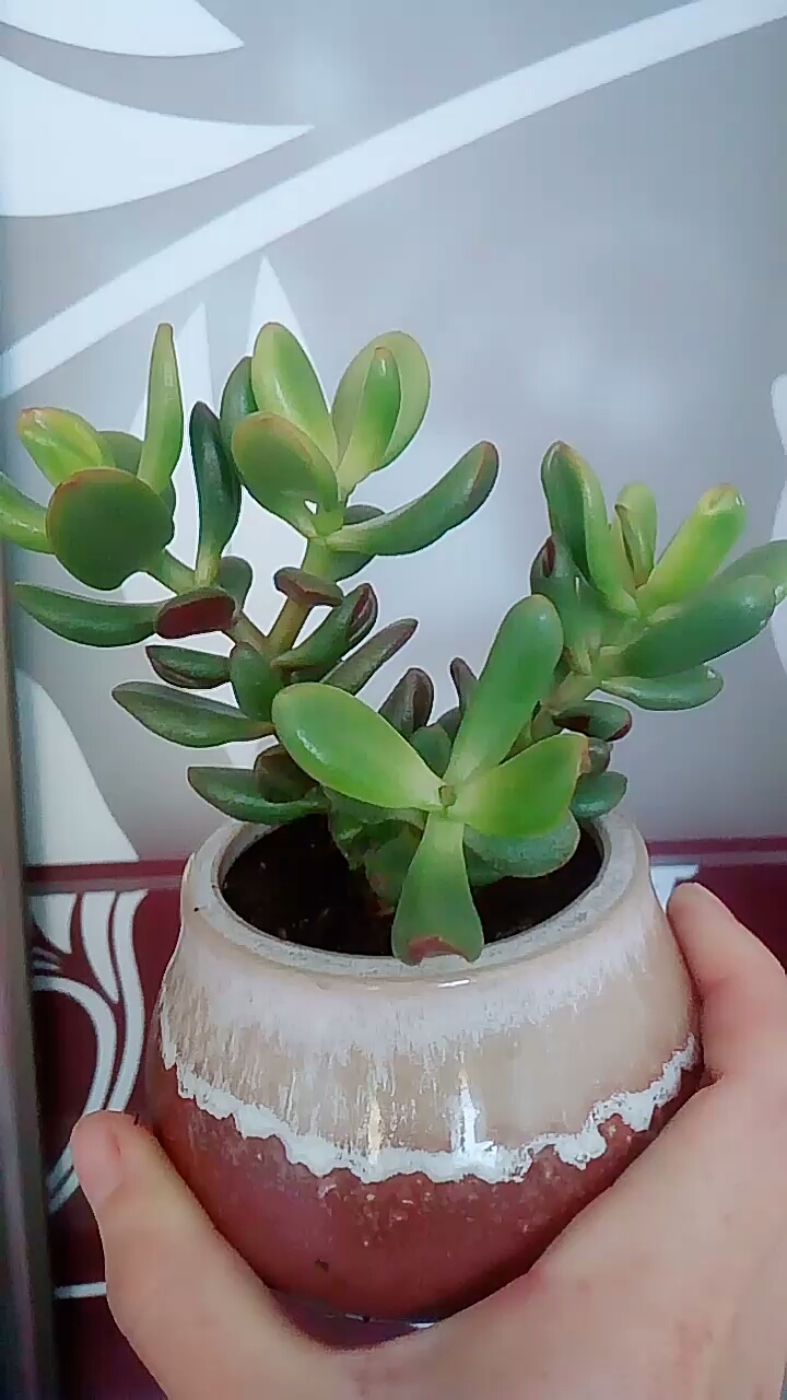 吸财树有两个品种,铲叶和管叶,这个是铲叶的