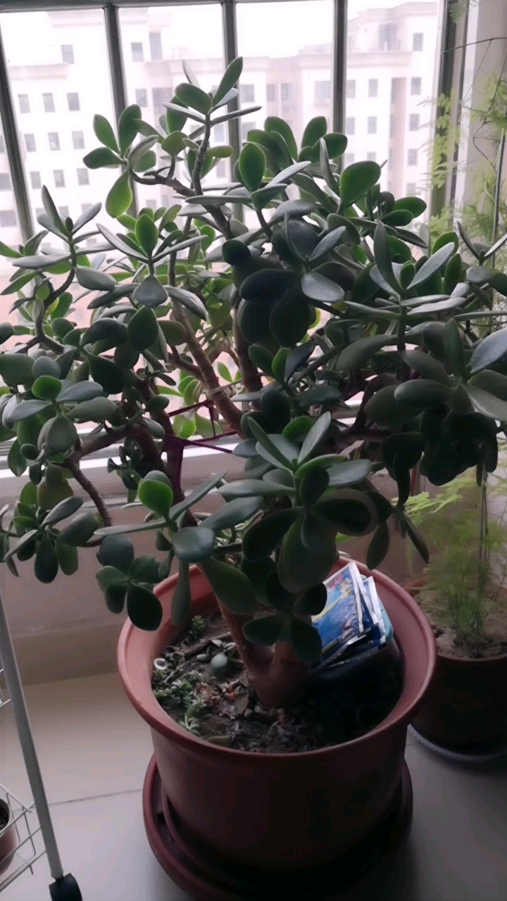 一直当万年青养,养了20多年才知道是多肉植物玉树