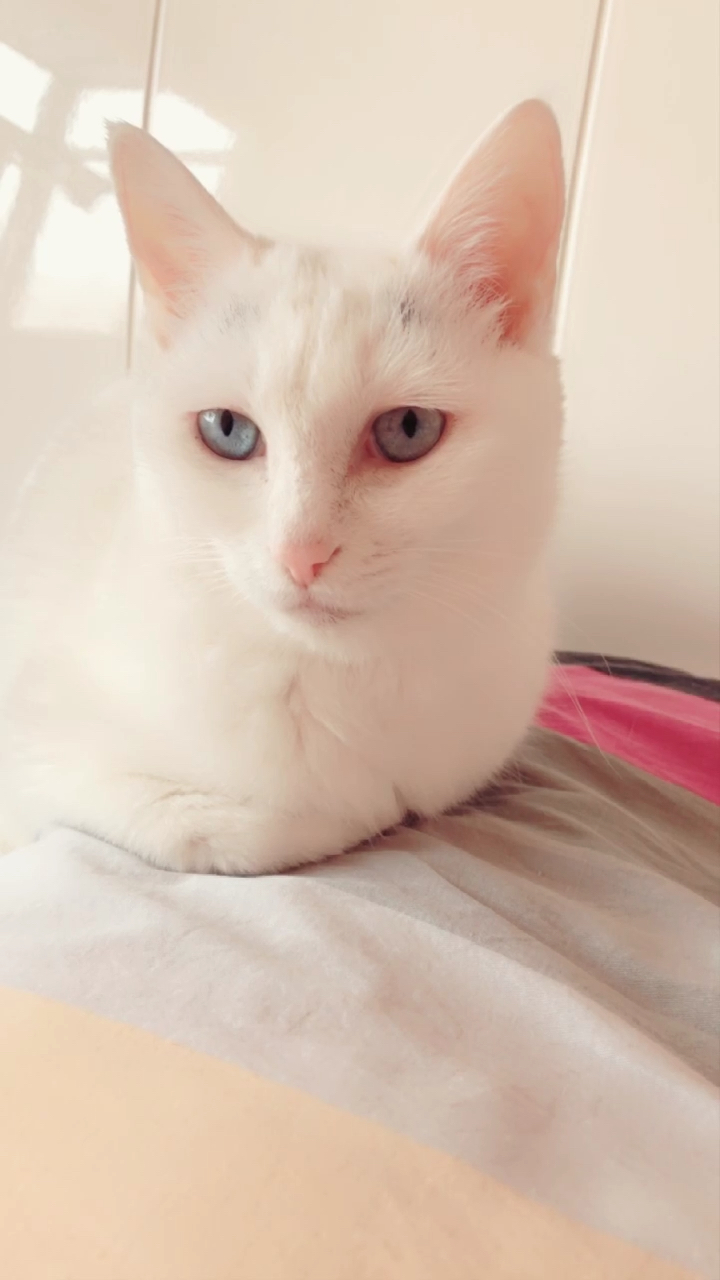 标准的东北揣小手的一只小美猫