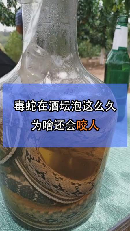 為啥在酒罈泡過的蛇還會咬人-全民小視頻