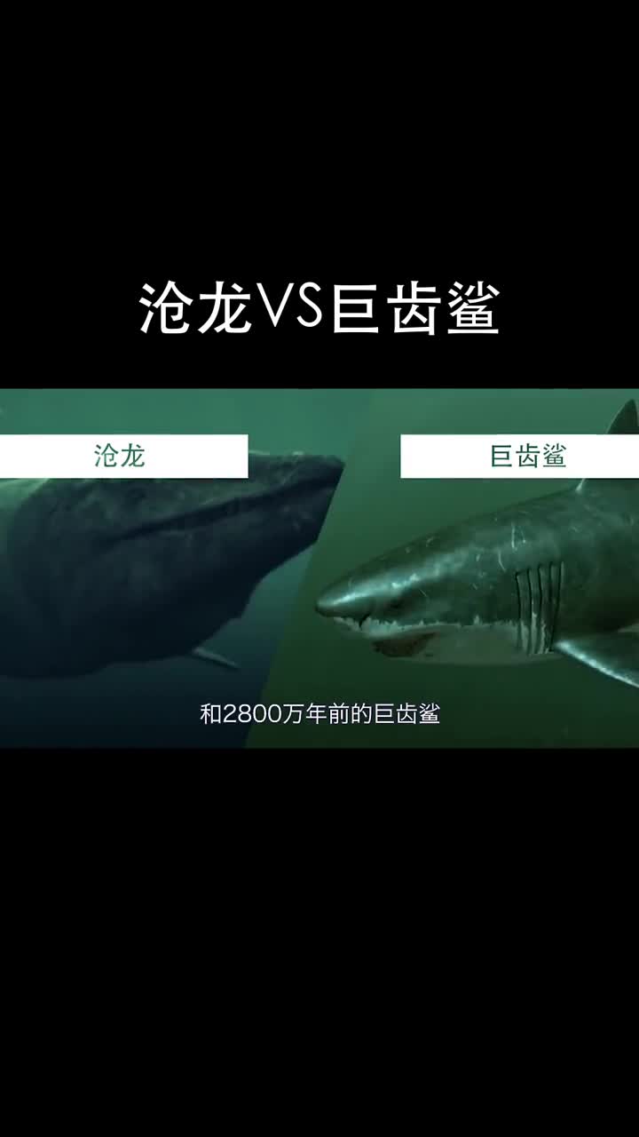 巨齿鲨大还是沧龙大图片