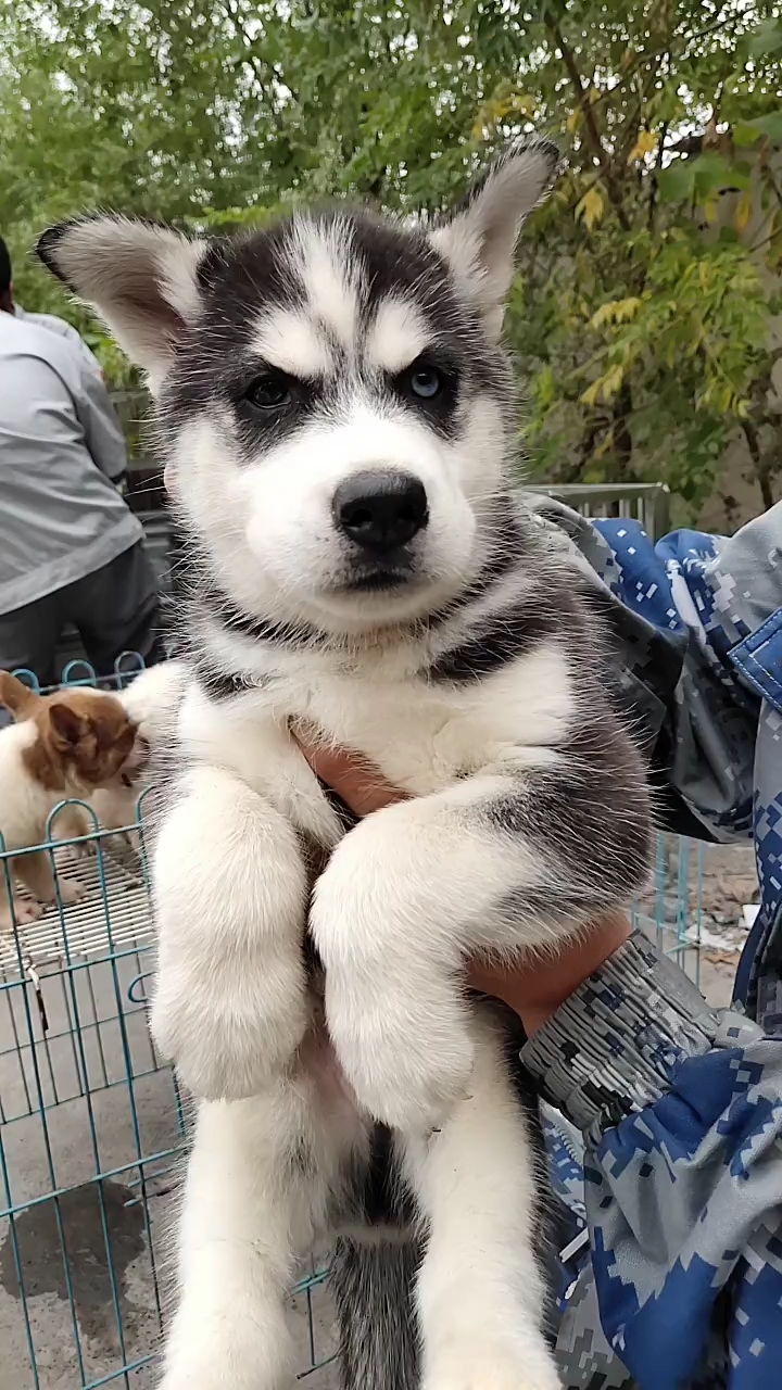 二哈中的精品真是太漂亮了.