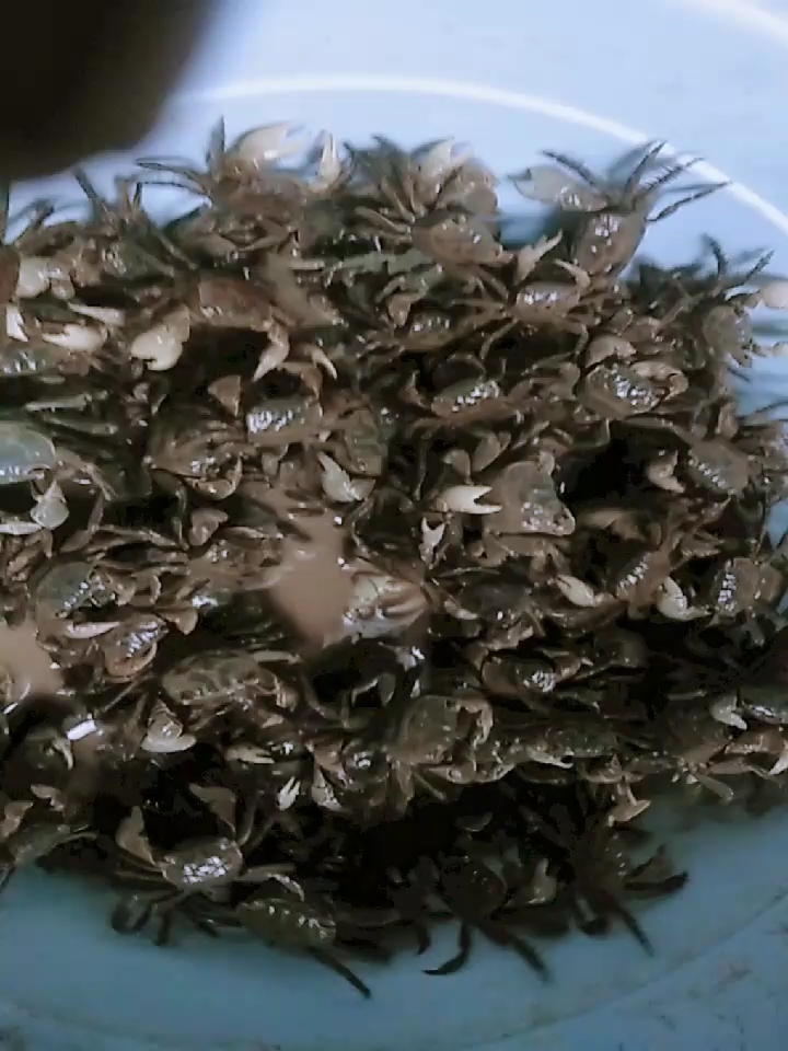 昨晚捉了一桶小蟹子,不知有毒没有