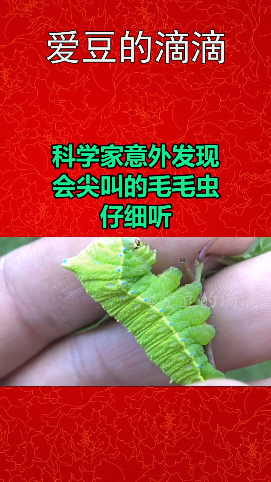 我要上热门#科学家意外发现会尖叫的毛毛虫,仔细听