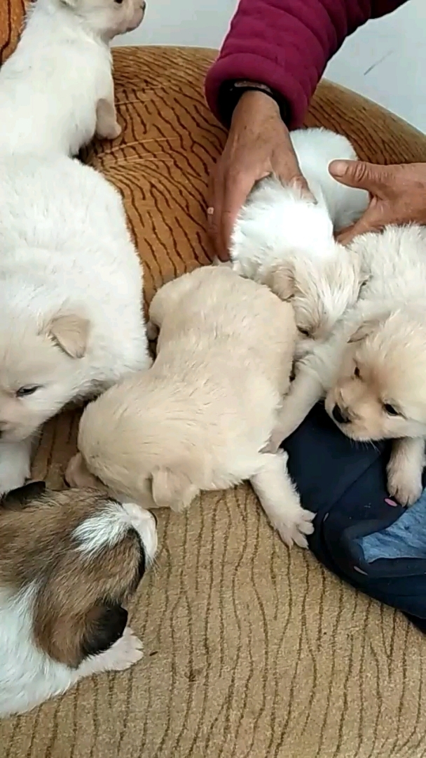 一群小奶狗,狗妈妈太厉害了