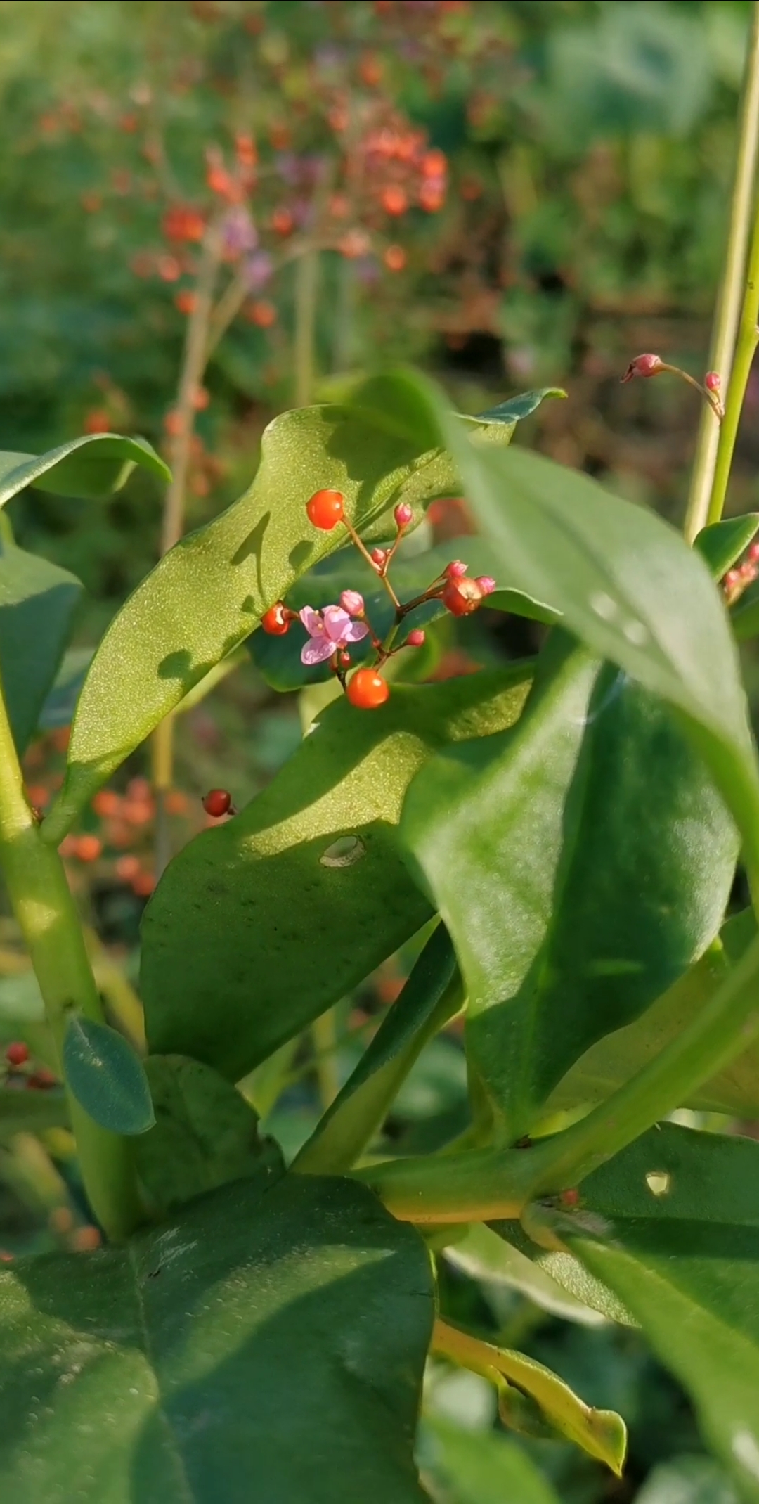 野生药材