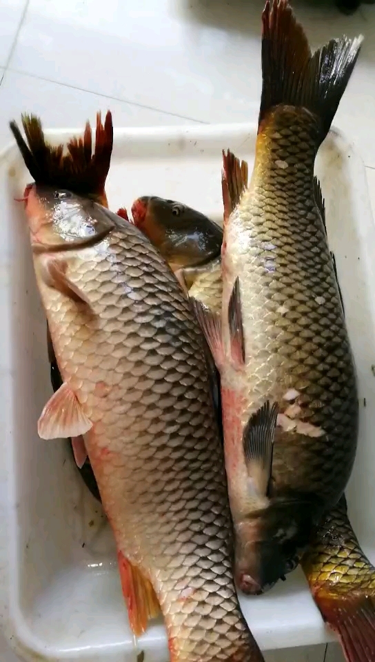 黑龙江野生大鲤子