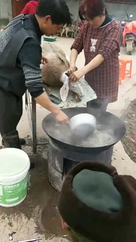 快过年了,家里面杀羊吃,有点过年的氛围了!