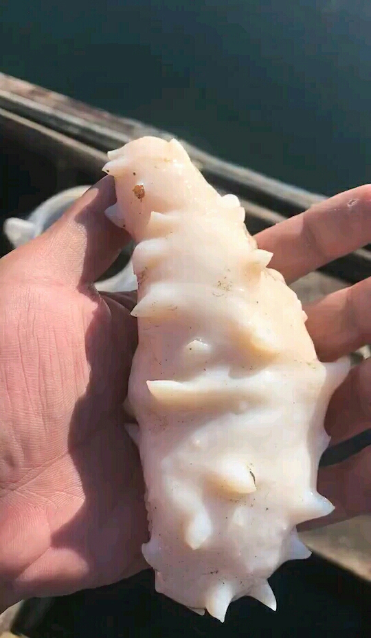 白色的海参,您见过吗?#酷哥来了