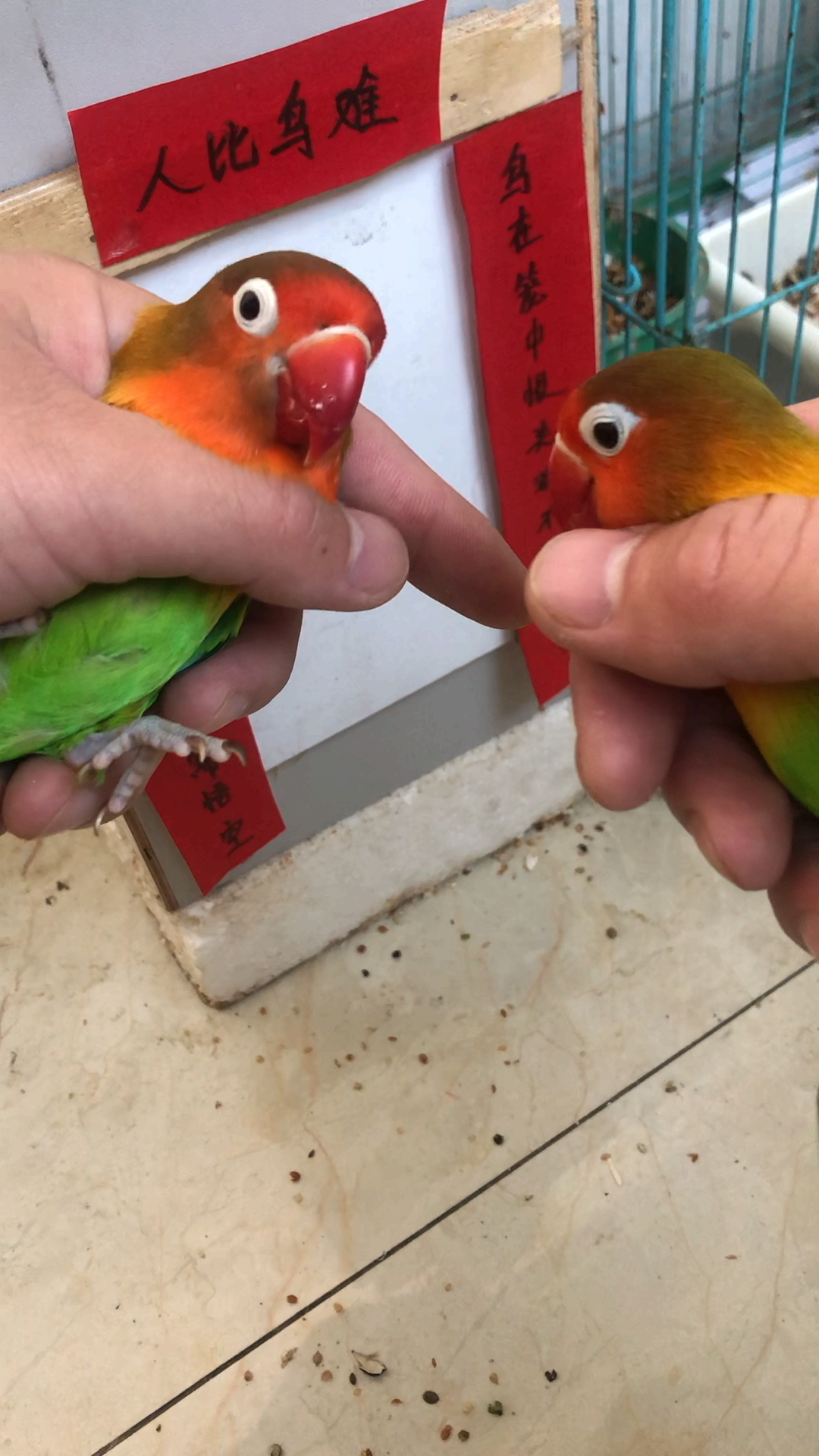 我要上热门#教大家怎么区分公母鸟.