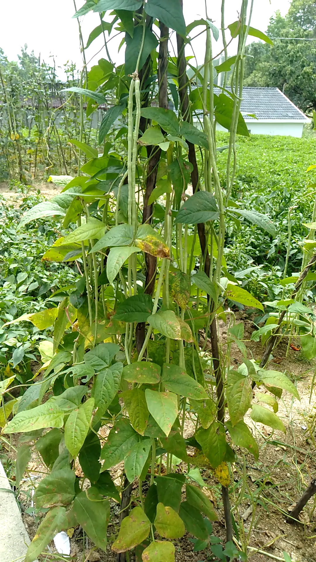 没看见结这么多的缸豆!