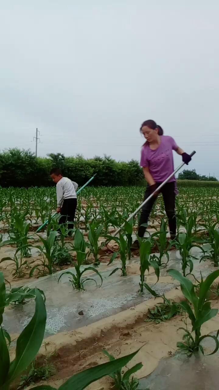 小孩子在陪妈妈锄地,,劳动人民最光荣