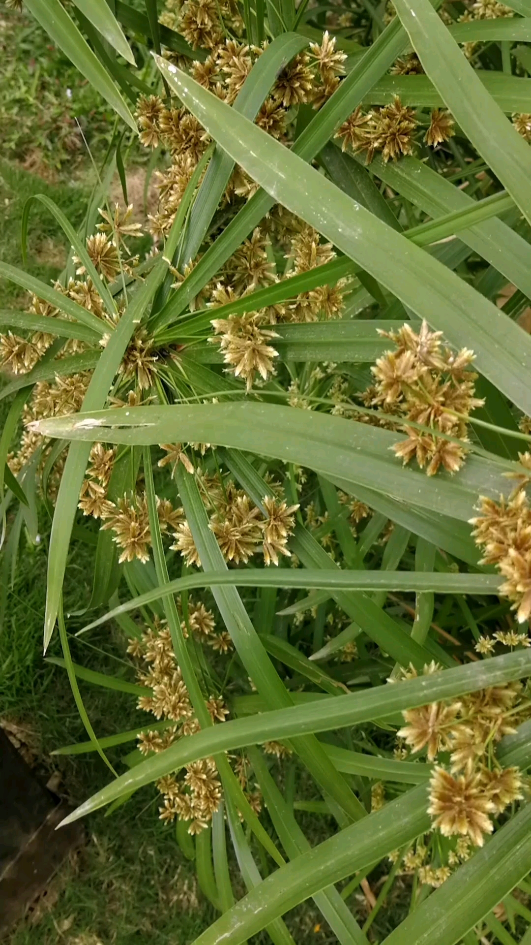 風車草 別名:傘草,旱傘草,臺灣竹 花語:萬德吉祥