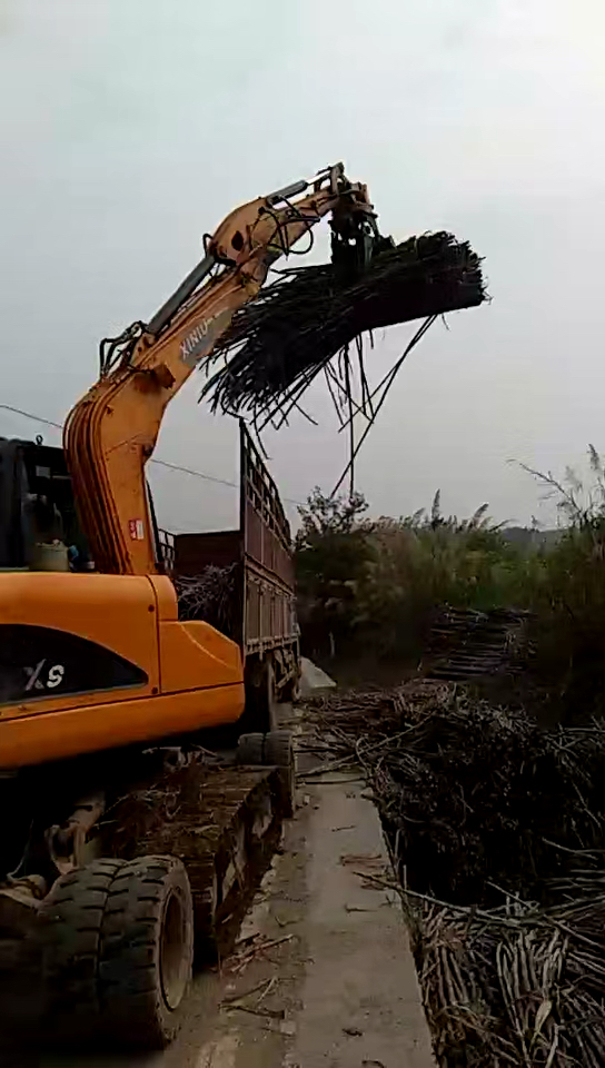 广西糖都崇左的农民砍甘蔗装车