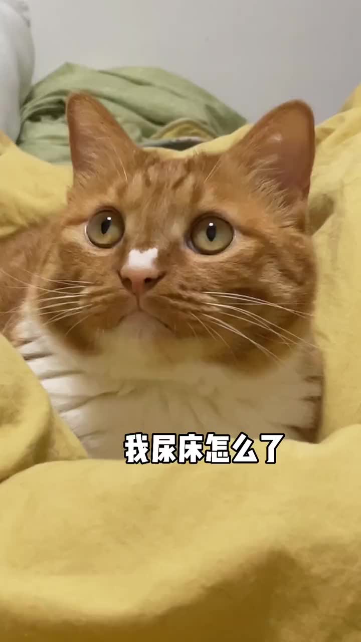 搞笑萌宠小猫咪尿床怎么了