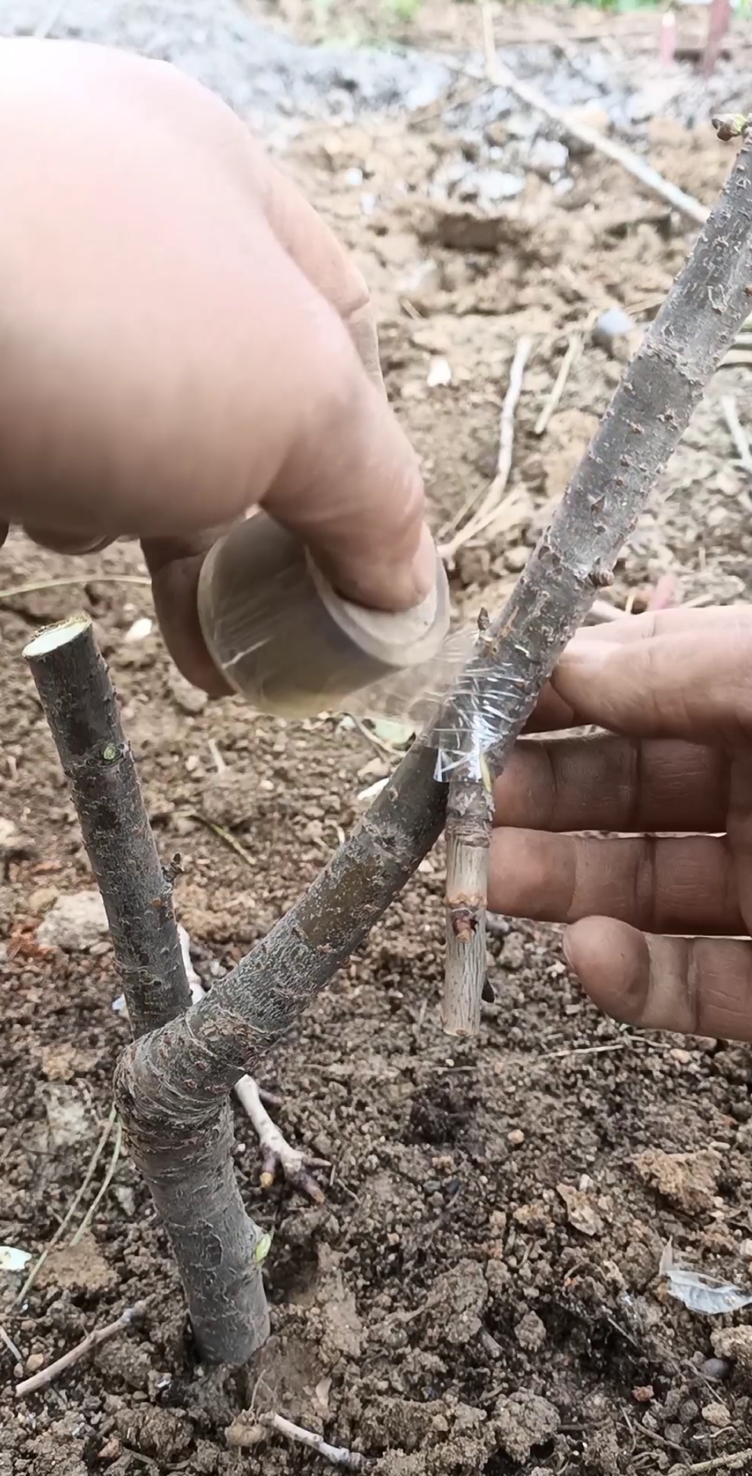 嫁接高手#倒接大樱珠,提高产量千倍