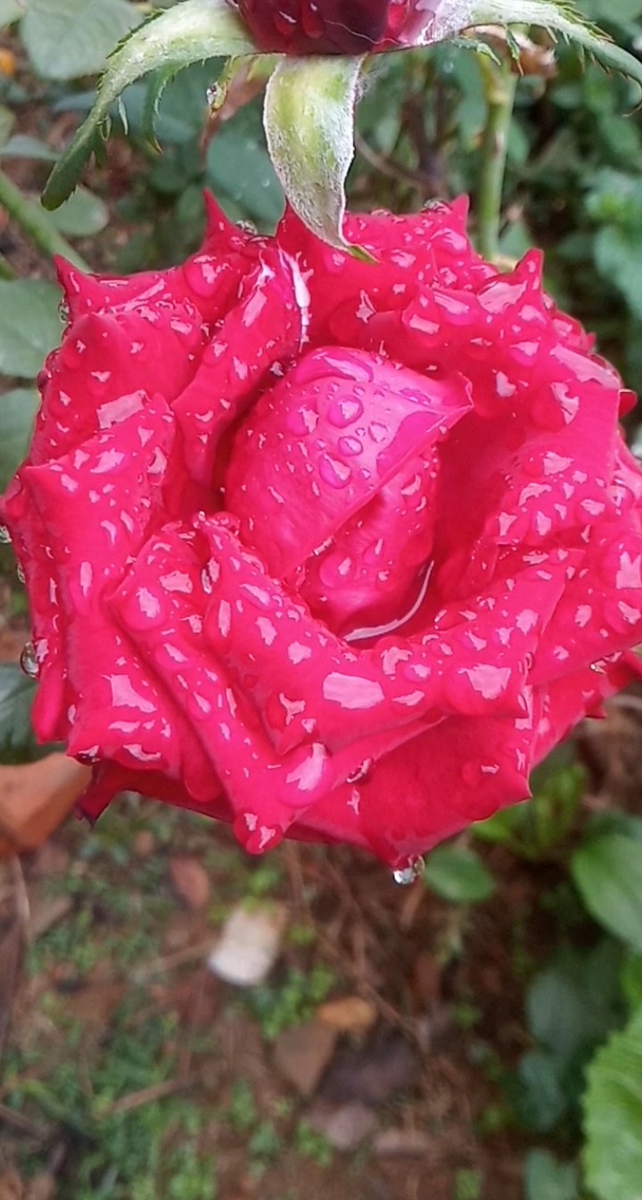 漂亮的红色妖姬