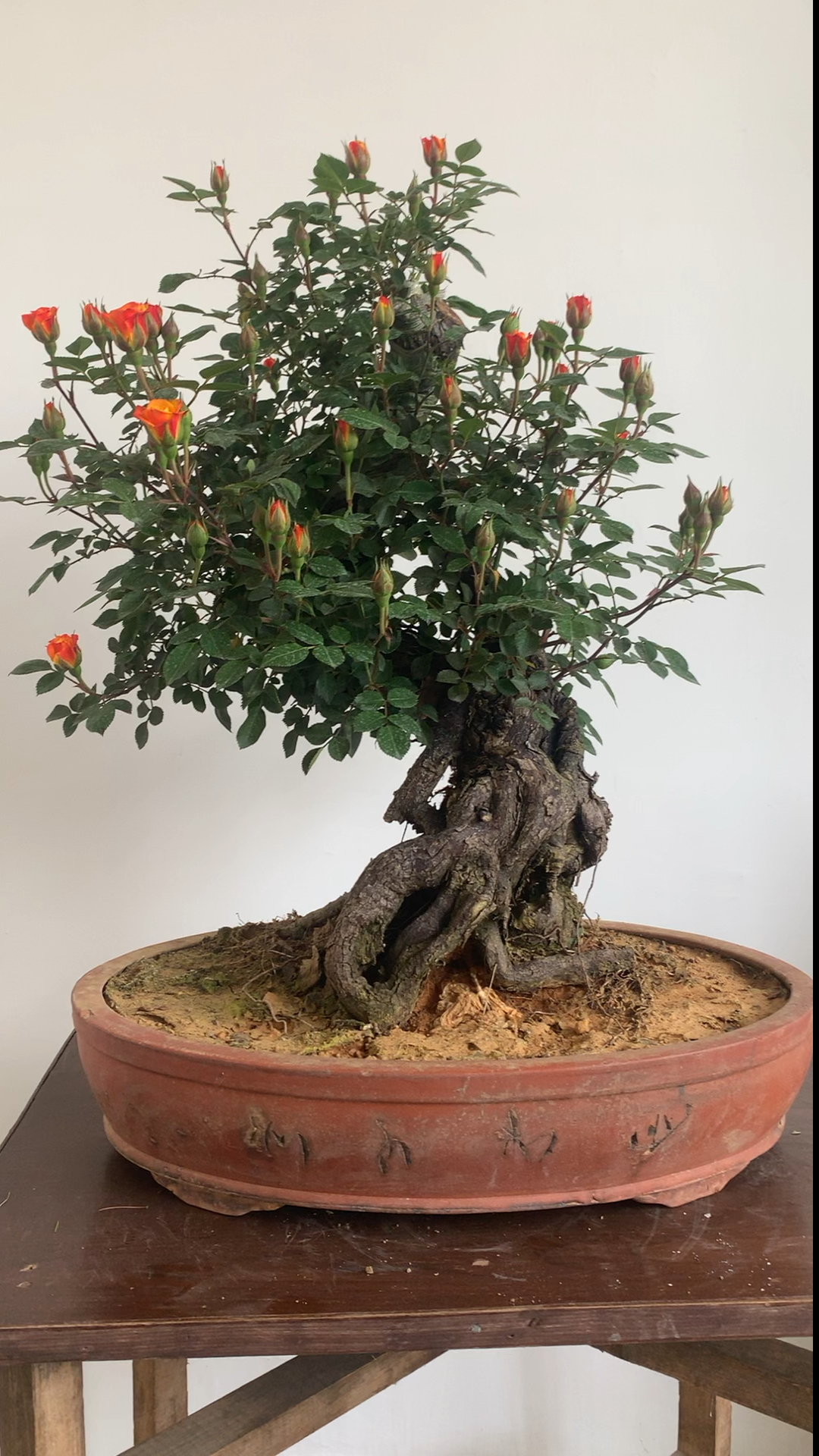 我要上热门#变色龙,五彩提根月季太美了