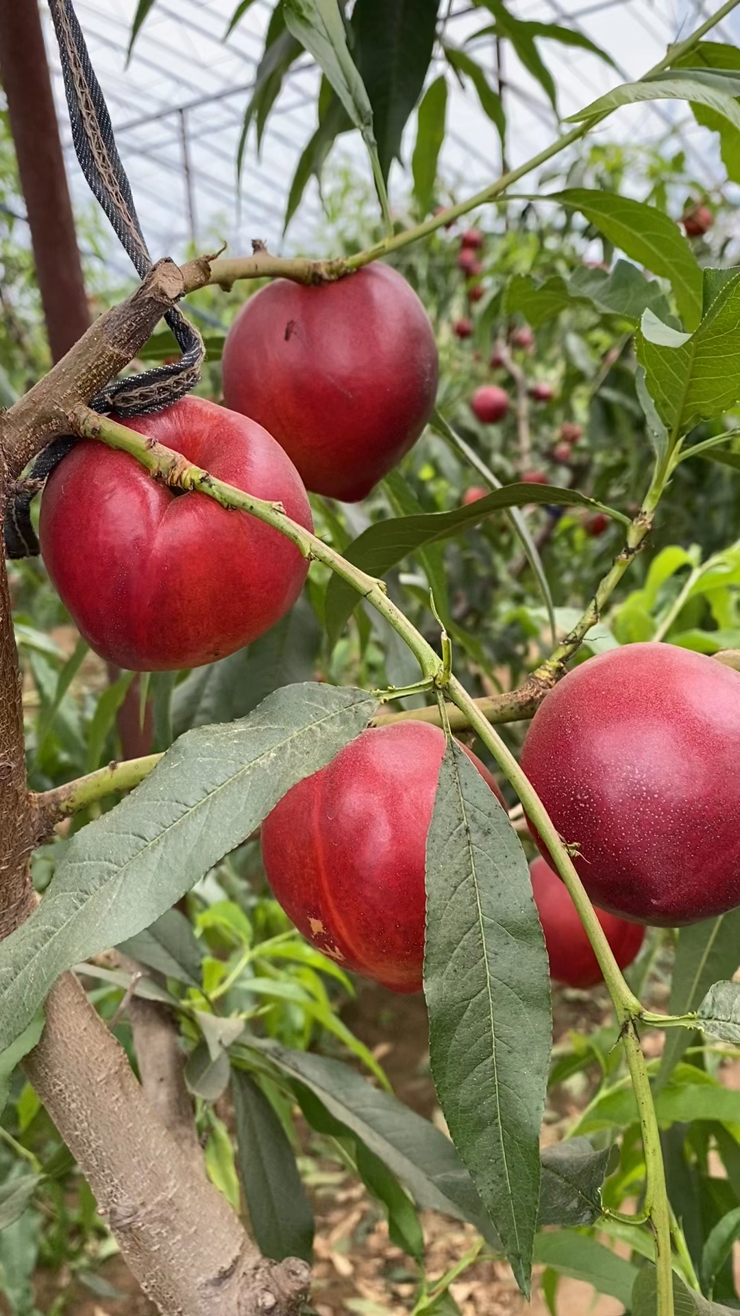 早熟油桃最大最甜品种图片