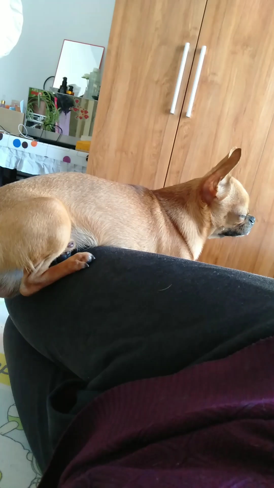 就爱趴在我身上