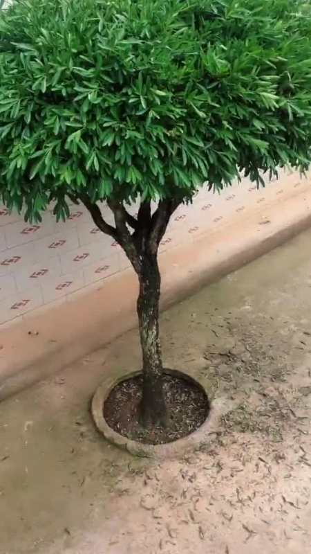 驾车很远过来这里,看这棵树:千年矮.