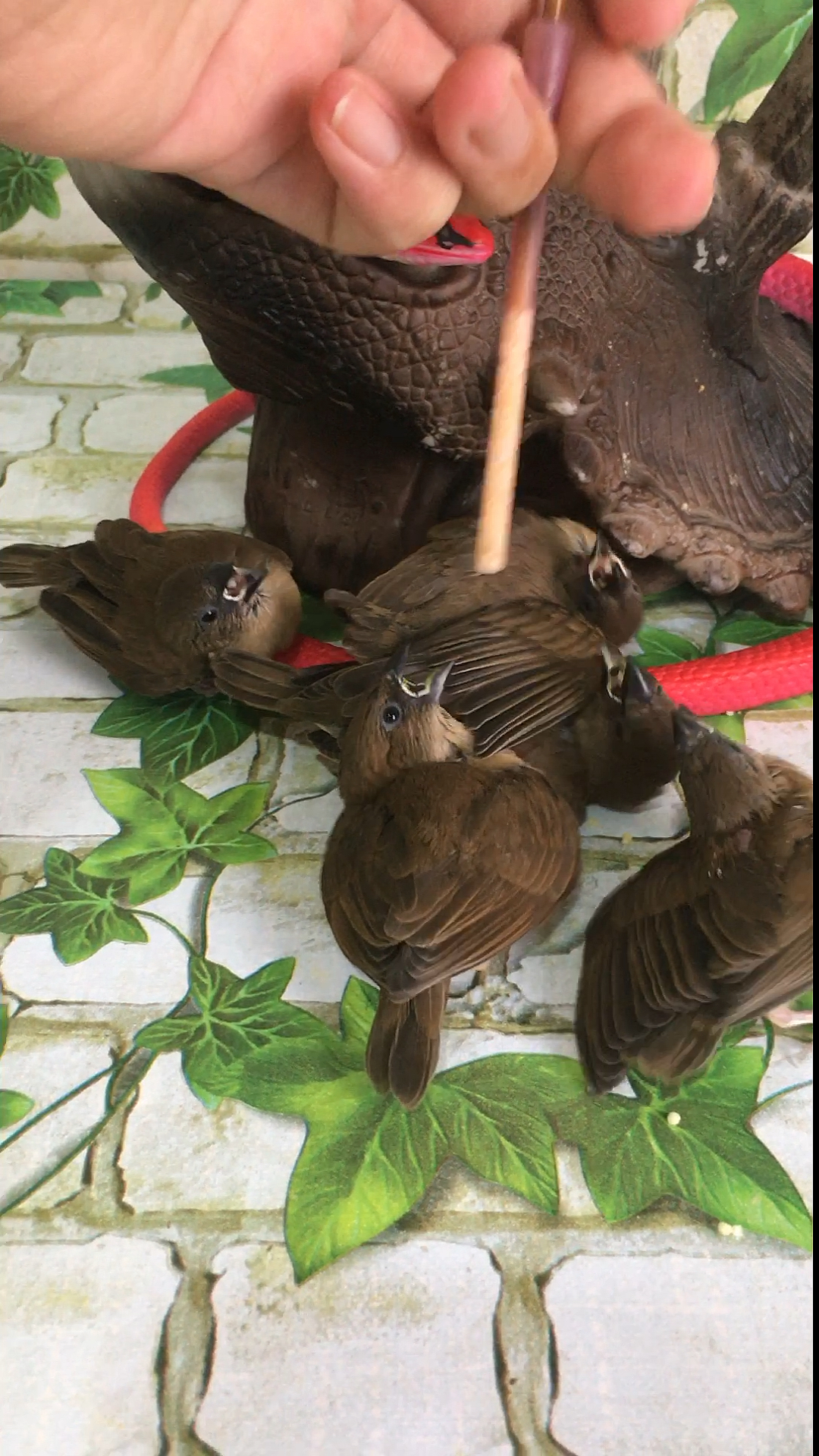 看看大爷养的小麻雀太可爱了 每次来都要拍几个视频