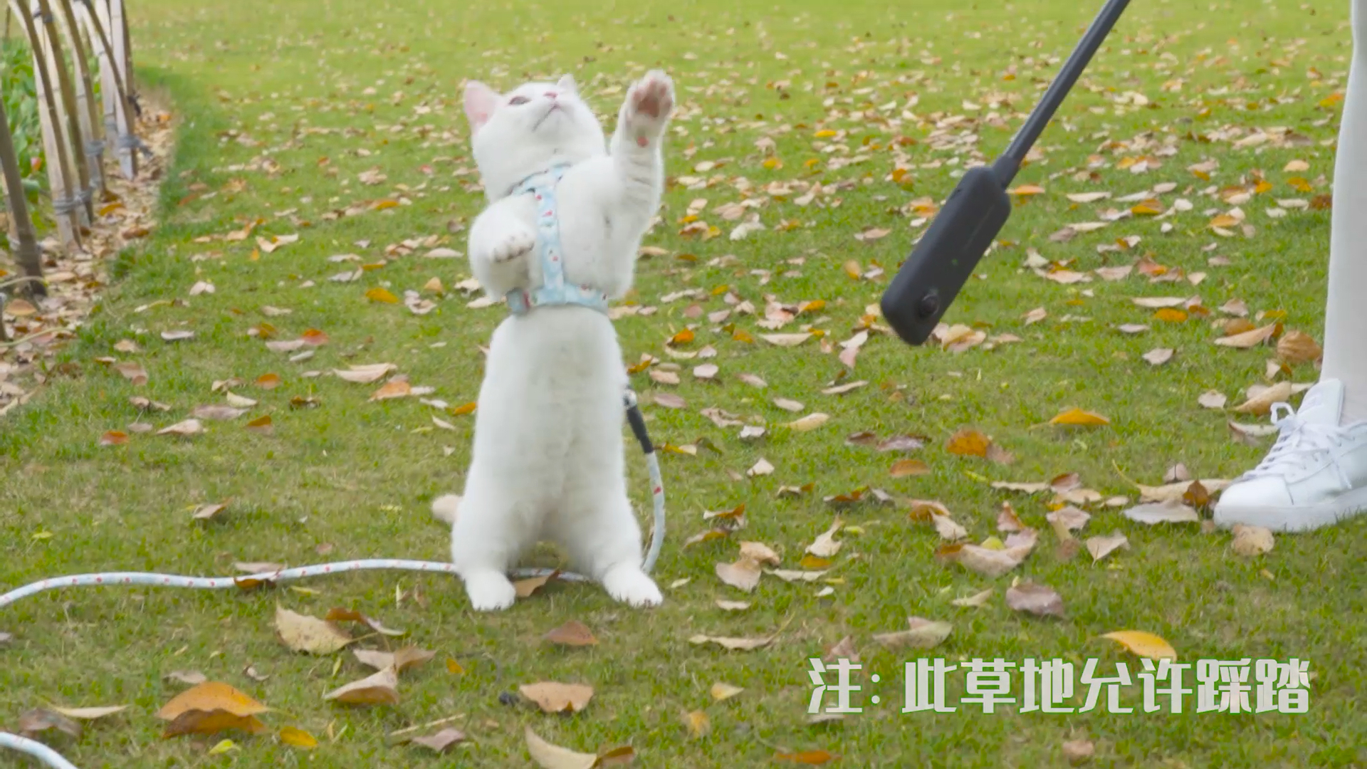 我家萌宠成精了#小猫咪出门春游,在草地上撒欢!