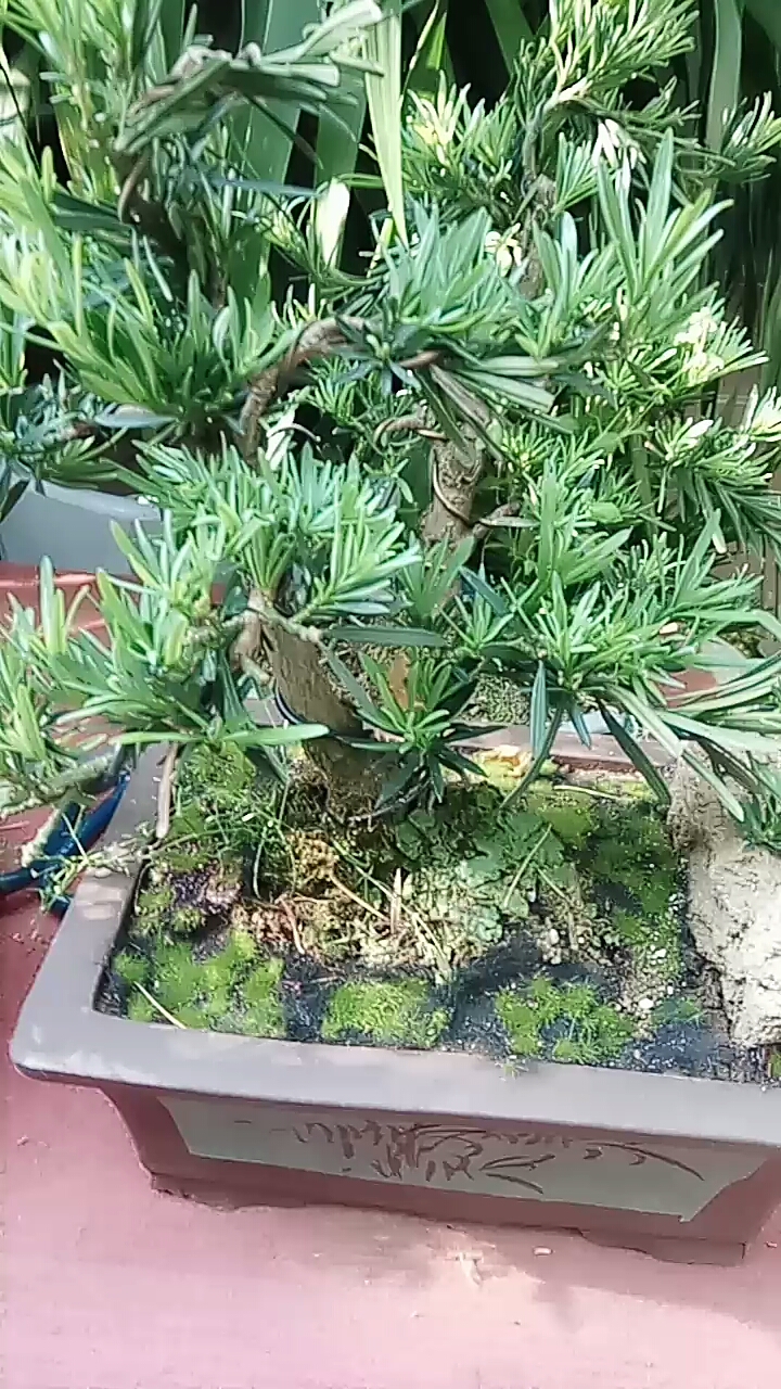 十八罗汉