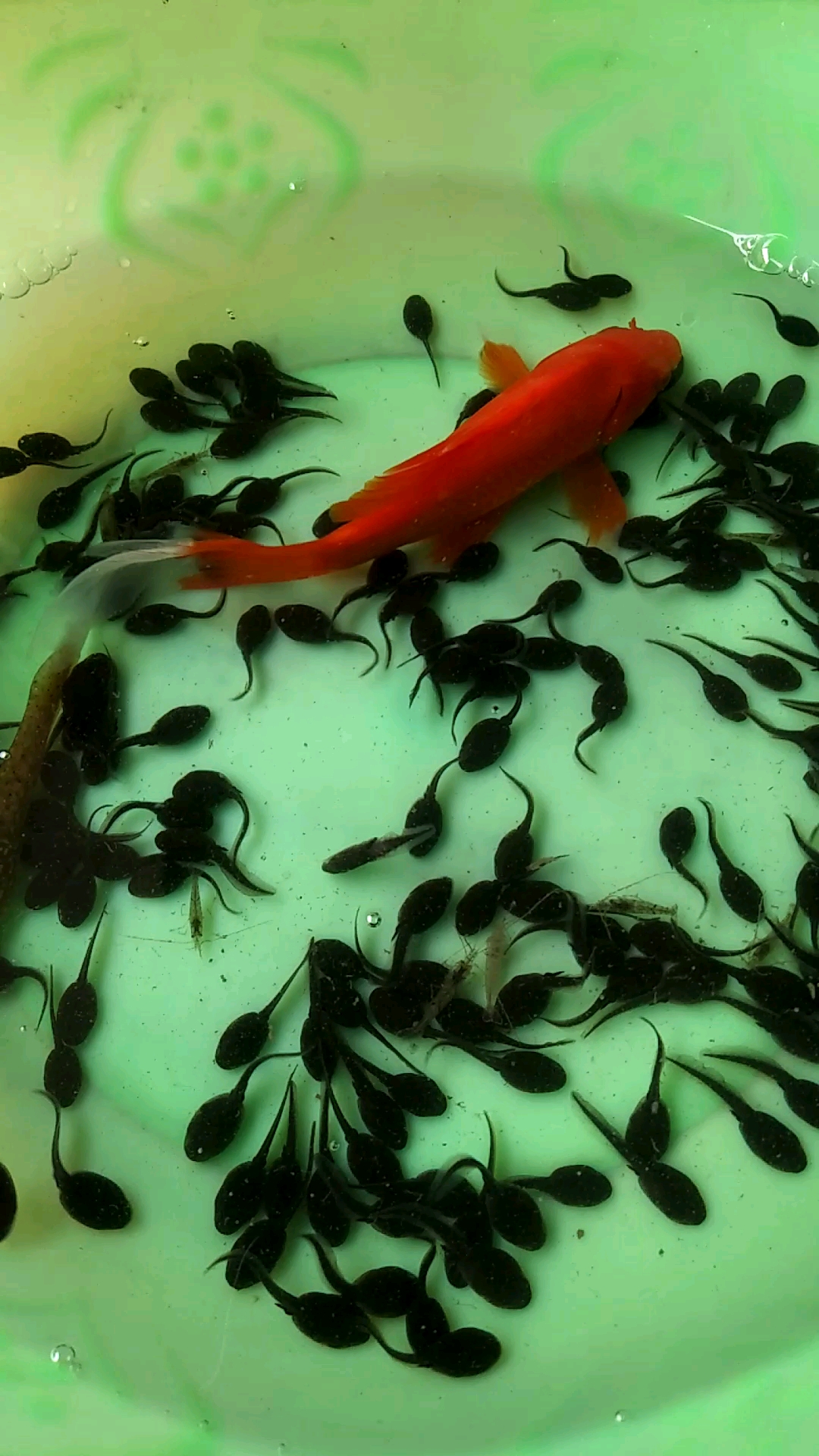 乖巧的小蝌蚪和美丽的鱼阿姨