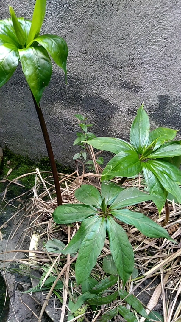 真正的七叶一枝花,也重楼,