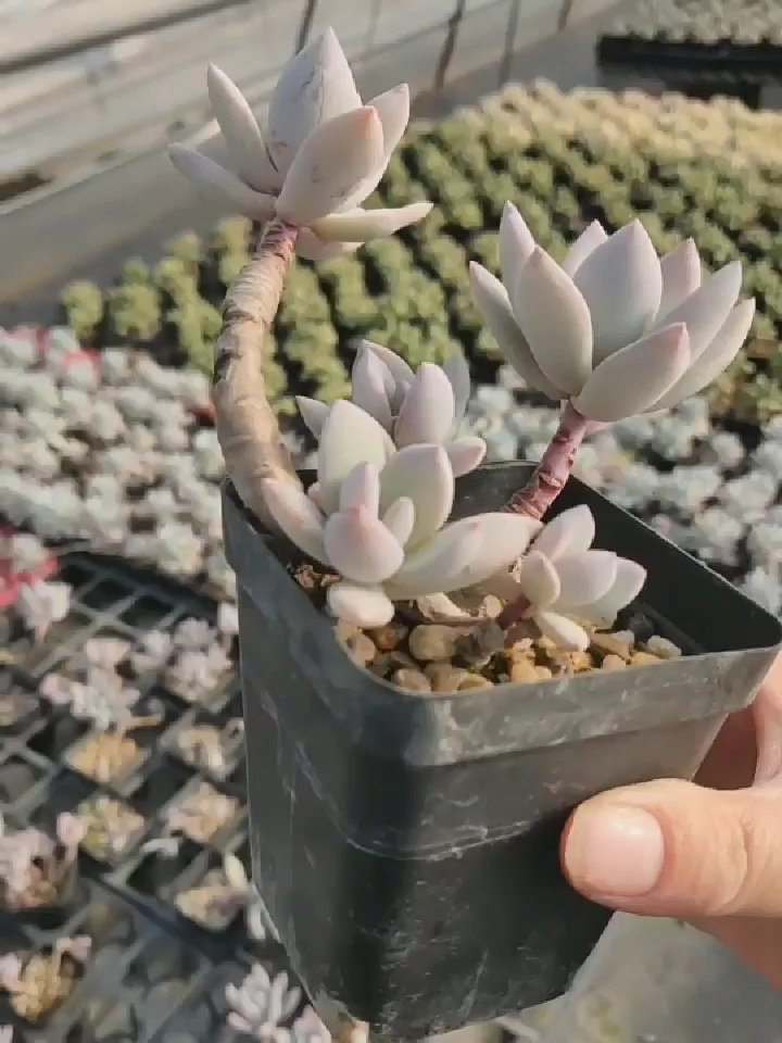 老桩多肉植物霜之朝