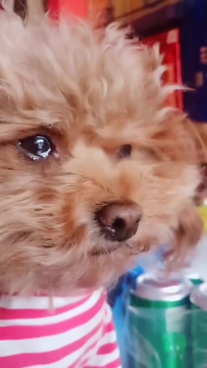 泰迪听见主人要去出差,忍不住一直流眼泪,太可怜了